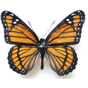 LIMENITIS ARCHIPPUS HOFFMANI LIMENITIS ARCHIPPUS HOFFMANI